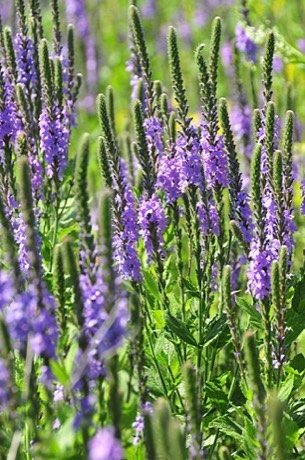 Hoary Vervain (Verbena stricta)