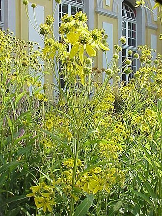 Wingstem (Verbesina alternifolia)