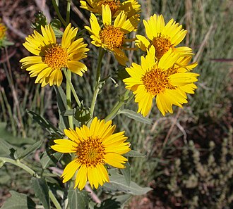 Golden Crownbeard (Verbesina encelioides)