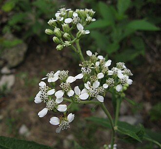 Frostweed (Verbesina virginica)