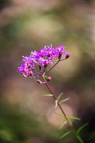 Tall Ironweed (Vernonia angustifolia)