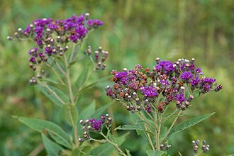 Western Ironweed (Vernonia baldwinii)