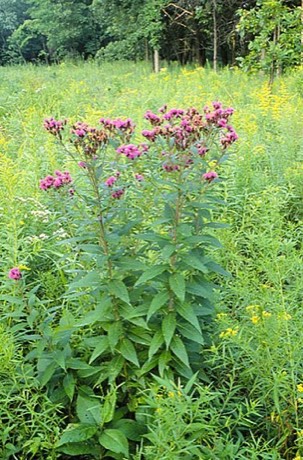Prairie Ironweed (Vernonia fasciculata)