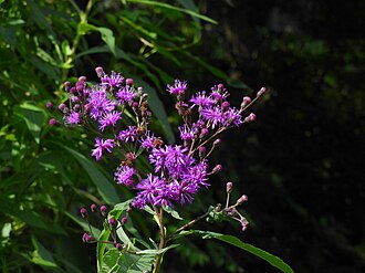 Giant Ironweed (Vernonia gigantea)