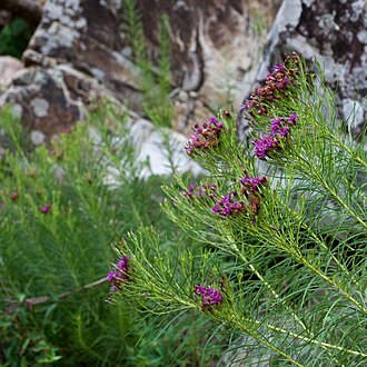 Threadleaf Ironweed (Vernonia lettermannii)