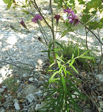 Woolly Ironweed (Vernonia lindheimeri)
