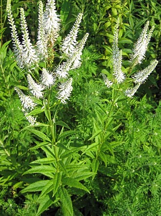 Culver's Root (Veronicastrum virginicum)