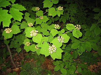 Mapleleaf Viburnum (Viburnum acerifolium)