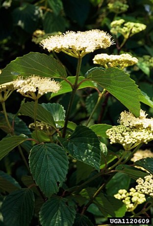 Arrowwood Viburnum (Viburnum dentatum)