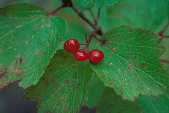 Squashberry (Viburnum edule)