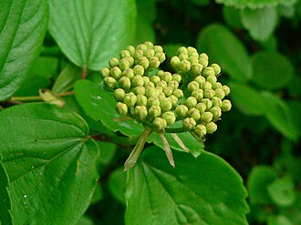 Western Viburnum (Viburnum ellipticum)