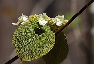 Hobblebush (Viburnum lantanoides)