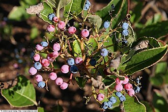 Possumhaw Viburnum (Viburnum nudum)