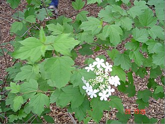 American Cranberrybush (Viburnum opulus var. americanum)
