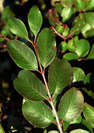 Rusty Blackhaw (Viburnum rufidulum)