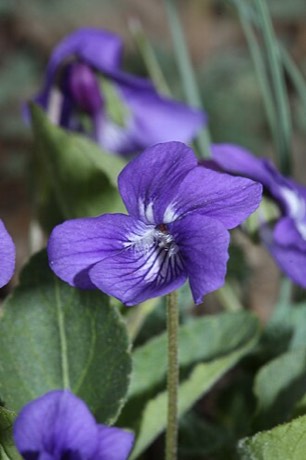 Western Dog Violet (Viola adunca)