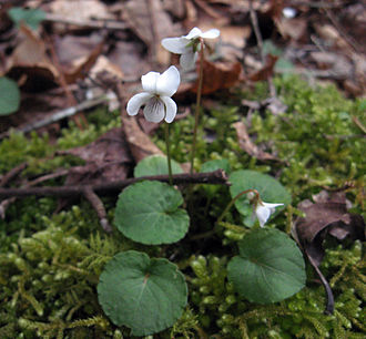Sweet White Violet (Viola blanda)