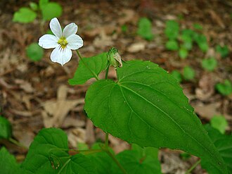 Canadian White Violet (Viola canadensis)