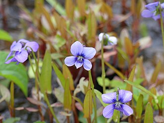 Marsh Blue Violet (Viola cucullata)