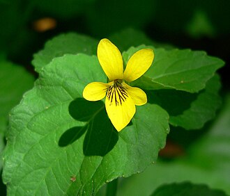 Stream Violet (Viola glabella)