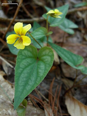 Halberd-leaved Violet (Viola hastata)