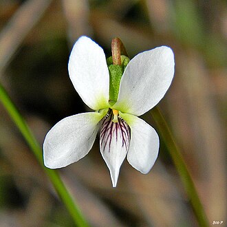 Lance-leaved Violet (Viola lanceolata)