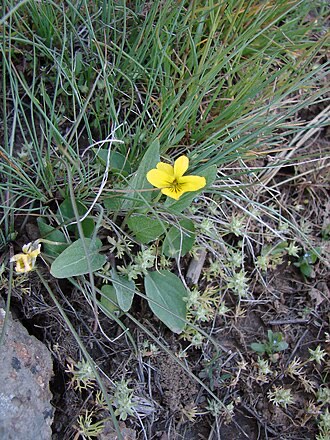 Nuttall's Violet (Viola nuttallii)