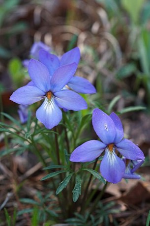 Bird's-foot Violet (Viola pedata)