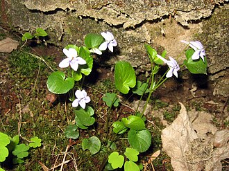 Long-spurred Violet (Viola rostrata)