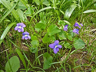 Common Blue Violet (Viola sororia)