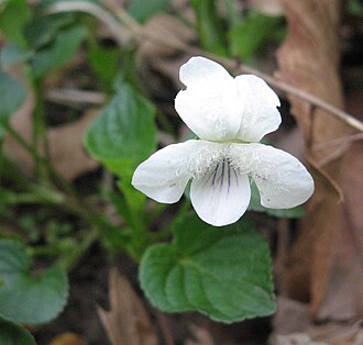 Cream Violet (Viola striata)
