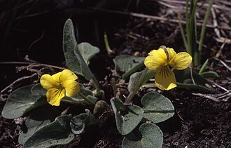Valley Violet (Viola vallicola)
