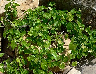 Canyon Grape (Vitis arizonica)