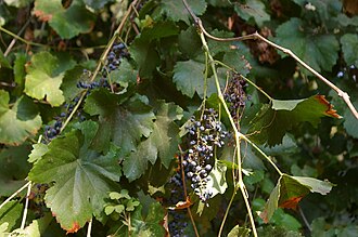 California Wild Grape (Vitis californica)