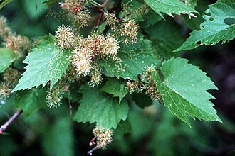 Riverbank Grape (Vitis riparia)