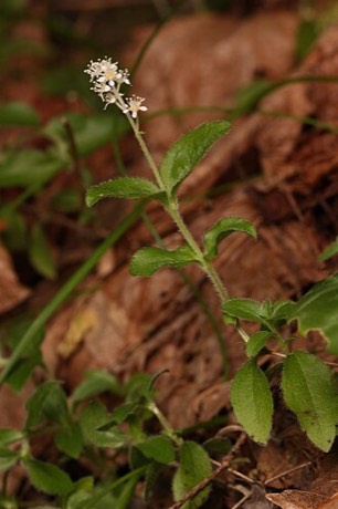 Modesty (Whipplea modesta)