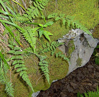 Blunt-lobed Woodsia (Woodsia obtusa)
