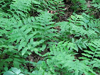 Netted Chain Fern (Woodwardia areolata)