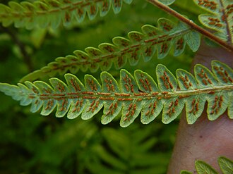 Virginia Chain Fern (Woodwardia virginica)