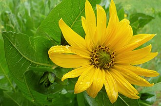 Mule's Ears (Wyethia amplexicaulis)