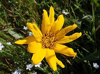 Narrowleaf Mule's Ears (Wyethia angustifolia)