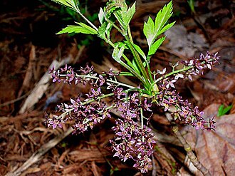 Yellowroot (Xanthorhiza simplicissima)