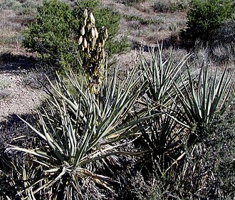 Banana Yucca (Yucca baccata)