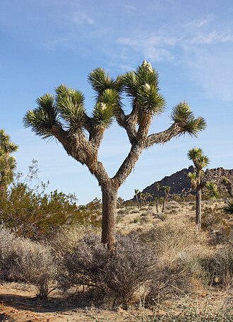 Joshua Tree (Yucca brevifolia)