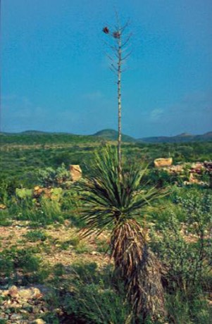 Buckley's Yucca (Yucca constricta)