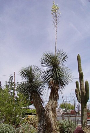 Soaptree Yucca (Yucca elata)