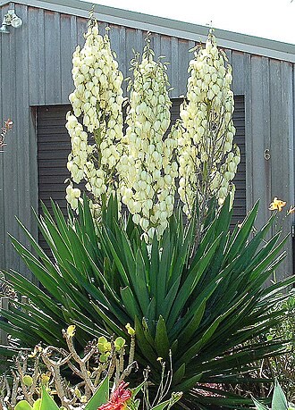 Adam's Needle (Yucca filamentosa)