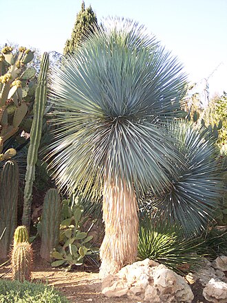 Beaked Yucca (Yucca rostrata)