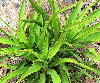Twistleaf Yucca (Yucca rupicola)