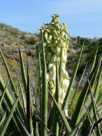 Mojave Yucca (Yucca schidigera)